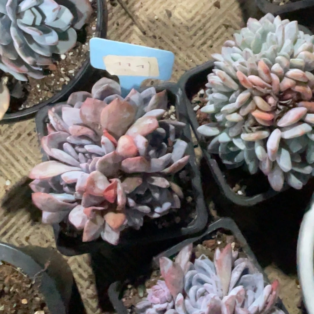 星影群生缀化多头414
