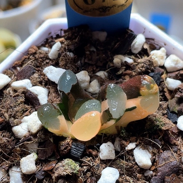 672红月亮锦一物一拍