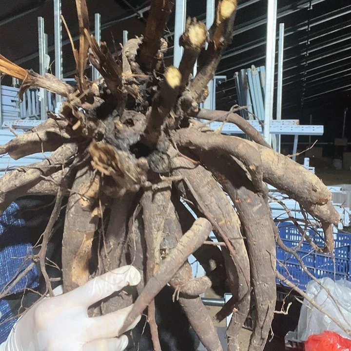 当前无花栽培后可以开花老忠诚