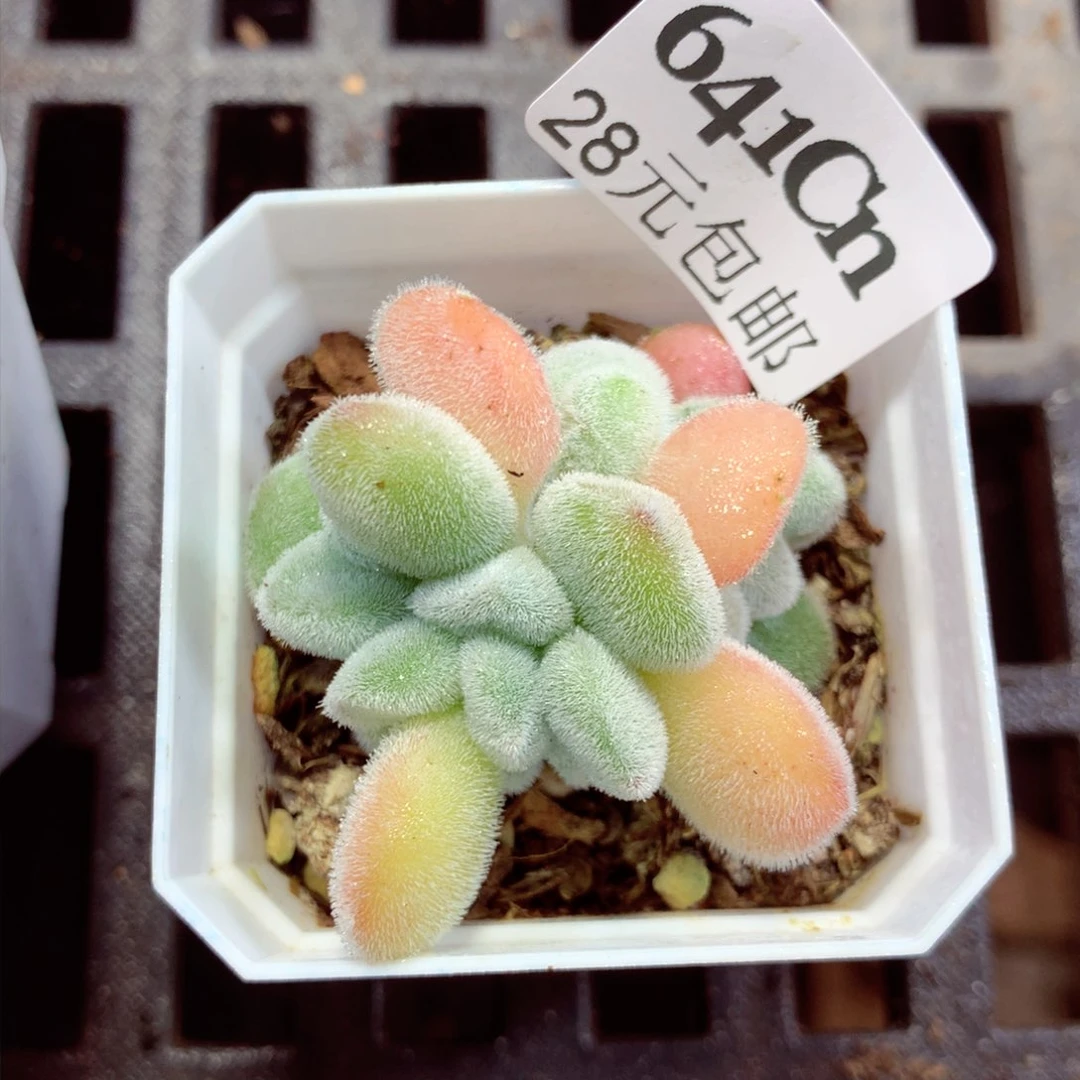 5厘米盆精控多肉641