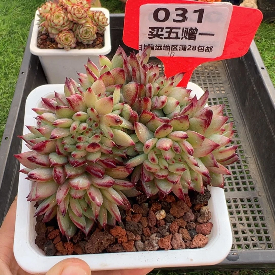 表妹精品多肉031.