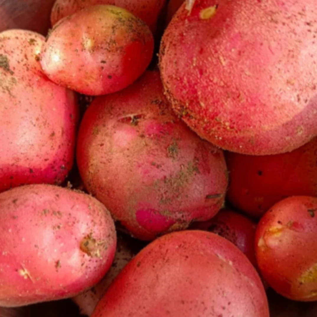 云南特产，洋芋/土豆