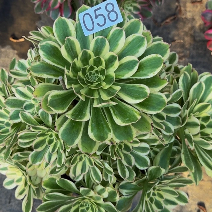 0000000058白兰地多肉植物