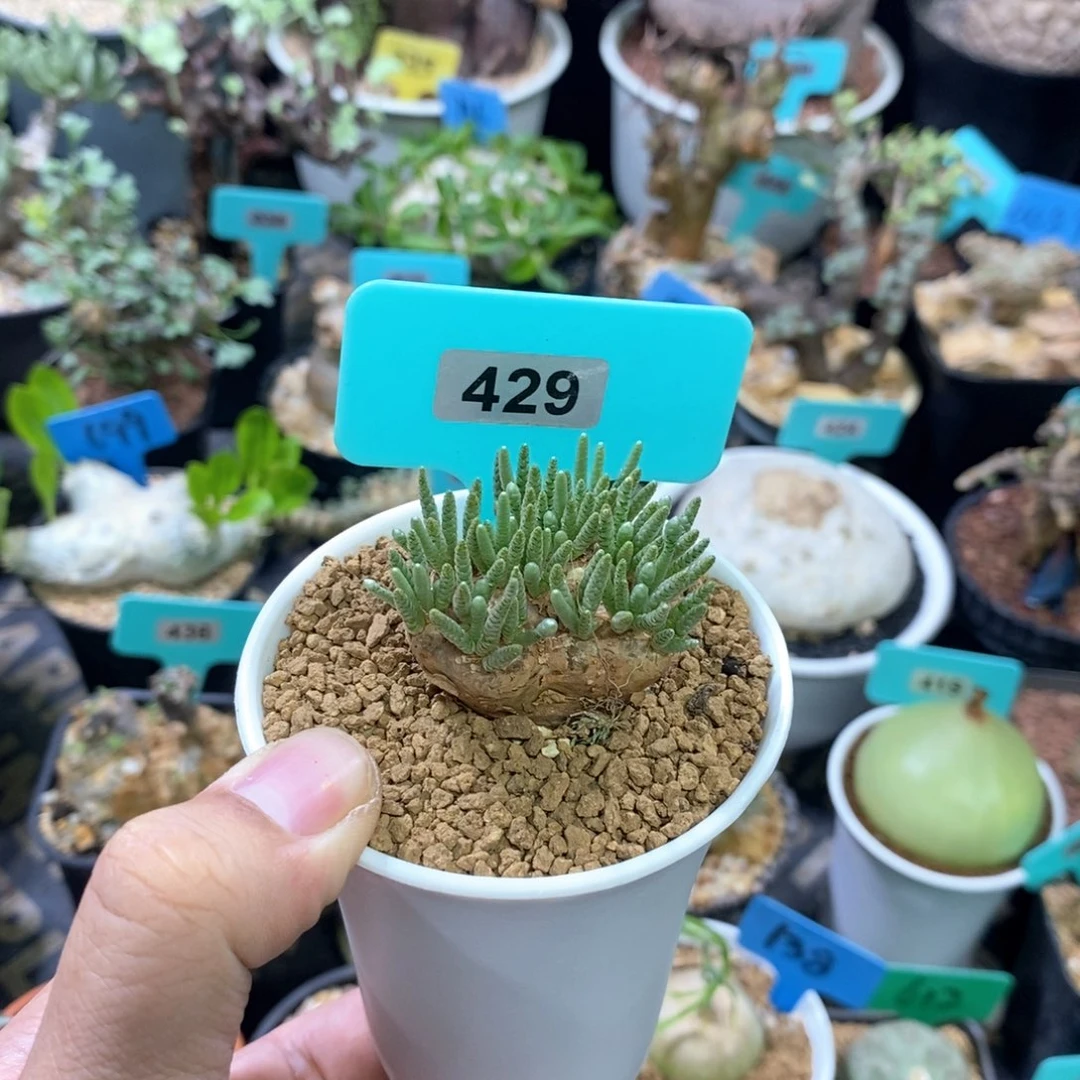 任锦多肉植物一个