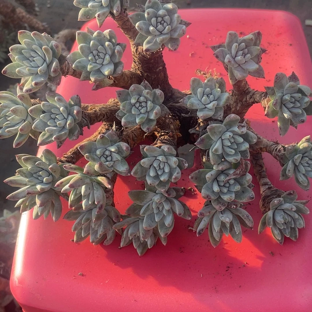 【闪购商品】刘***瑕疵特价不售后