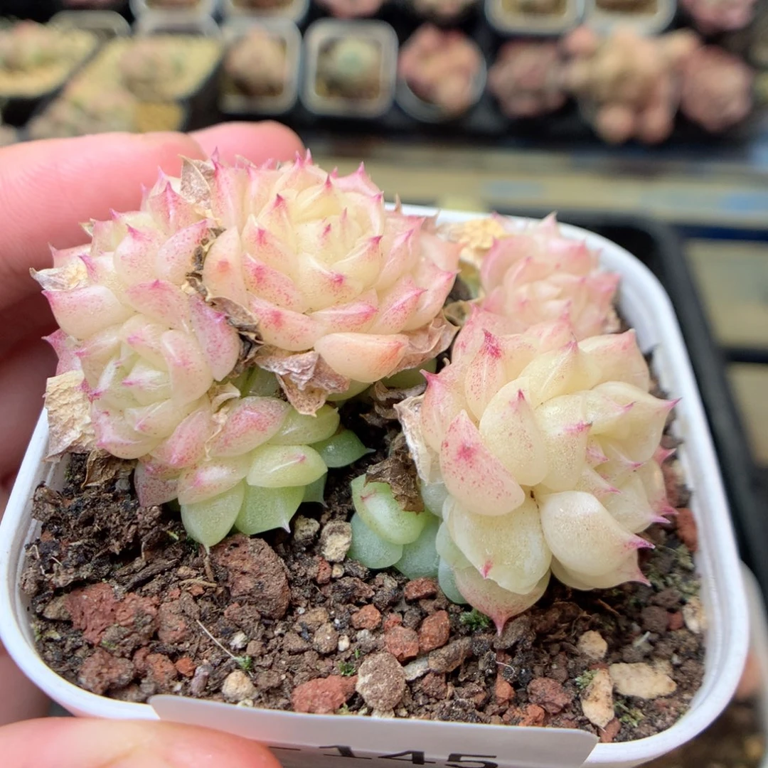 Q145 ，20包邮两天凑单偏远不发货