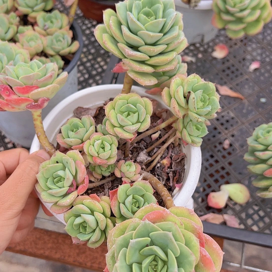 尼可沙拉玫瑰多头大盆群老桩