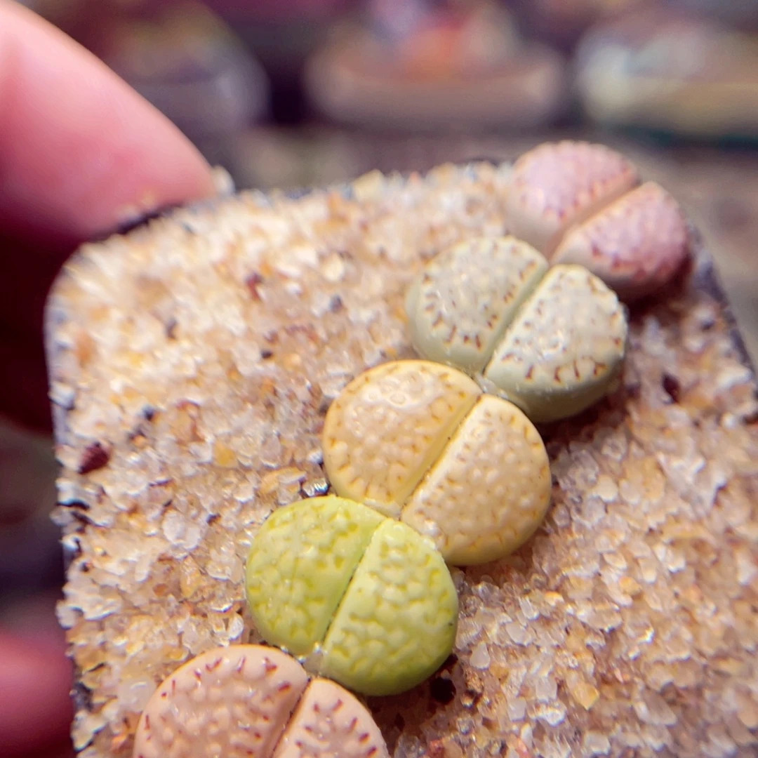 37号带盆包邮发货