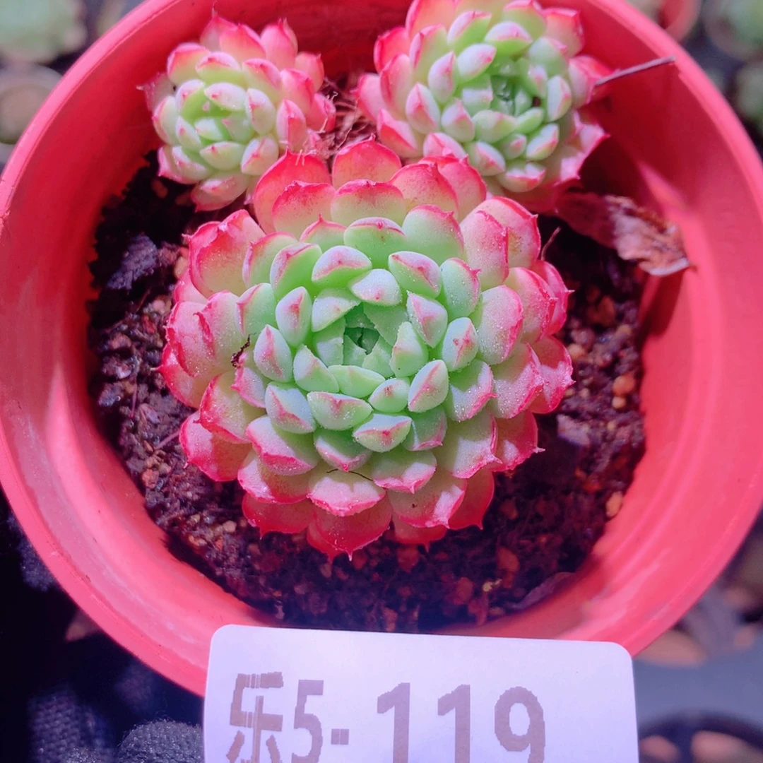 乐然 5-119 小红丁