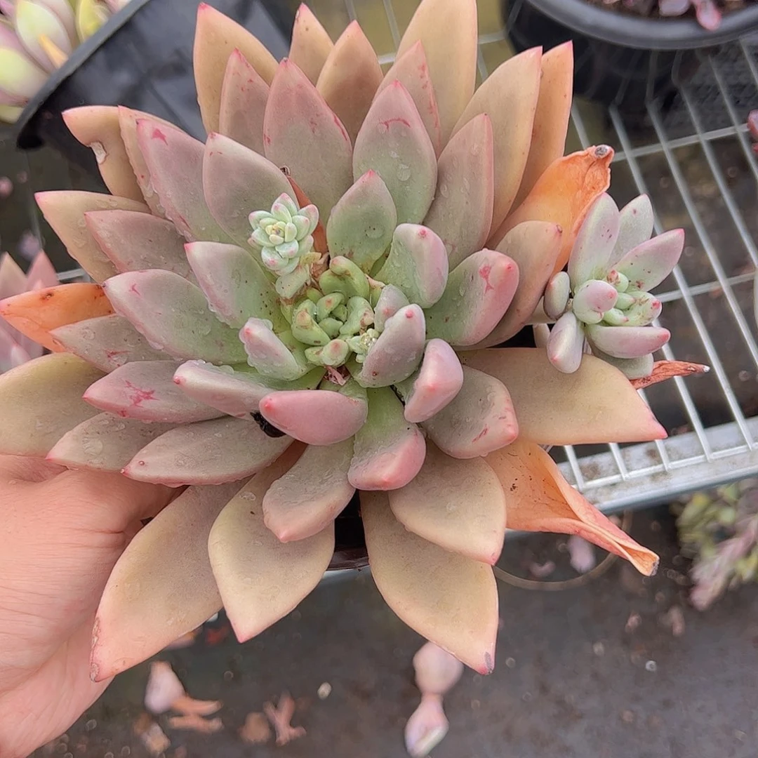 桃花源大单头精控二盆