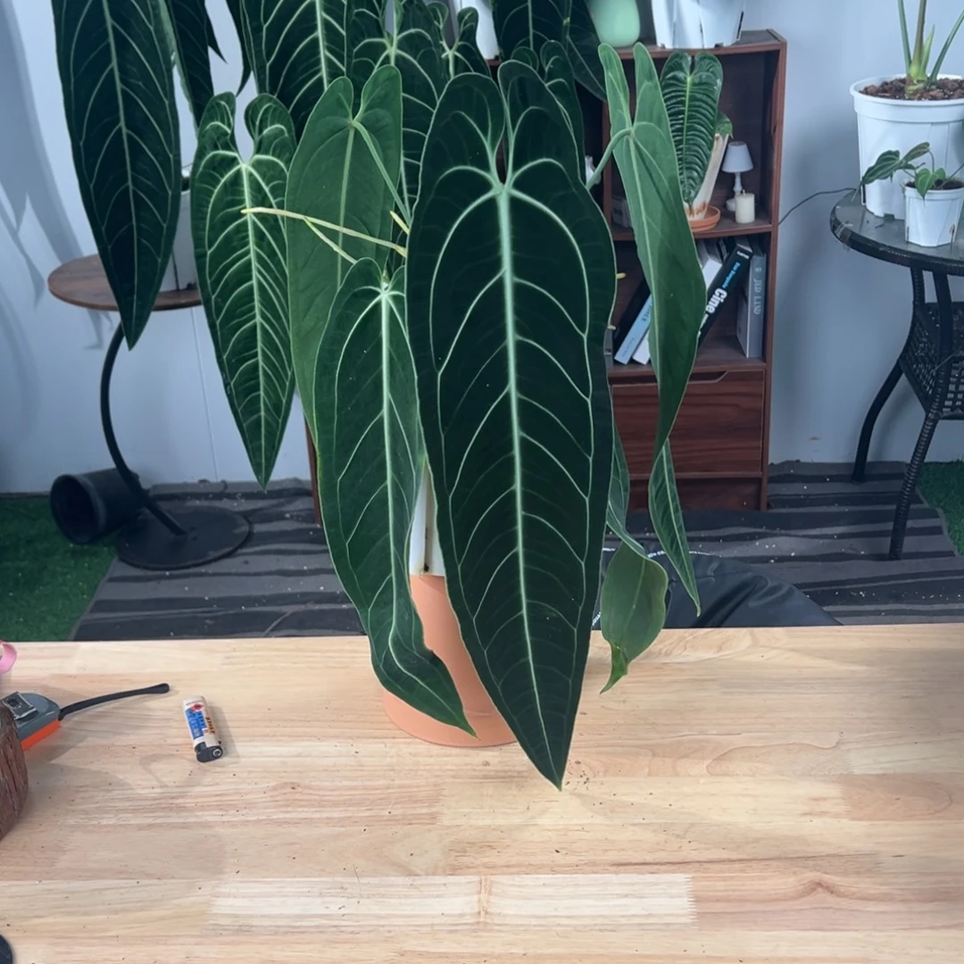 完全开放黑窄鹤后