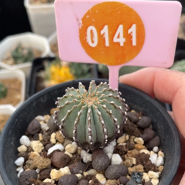 实生薄叶花笼一棵0141000