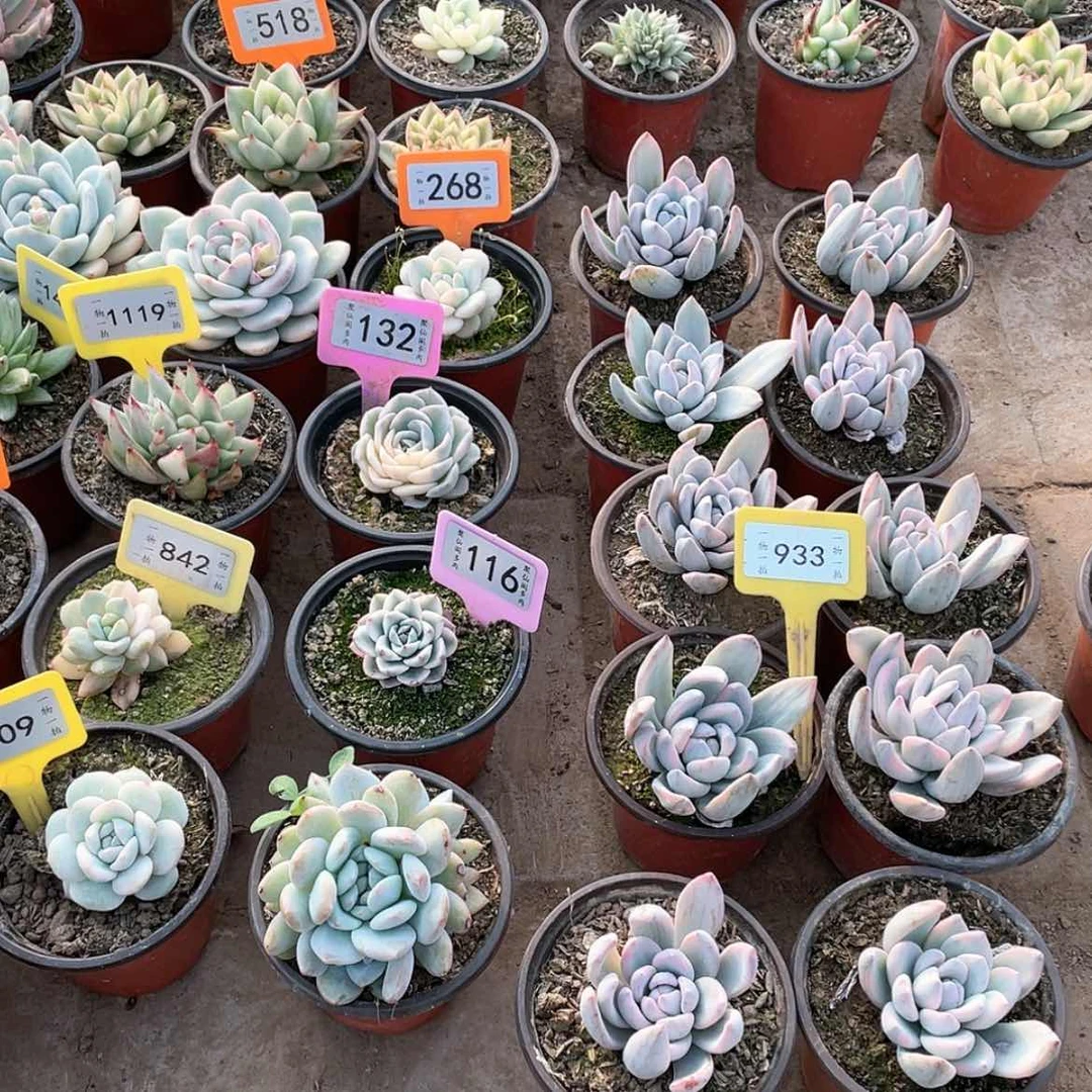 【闪购商品】用****5933十颗一组