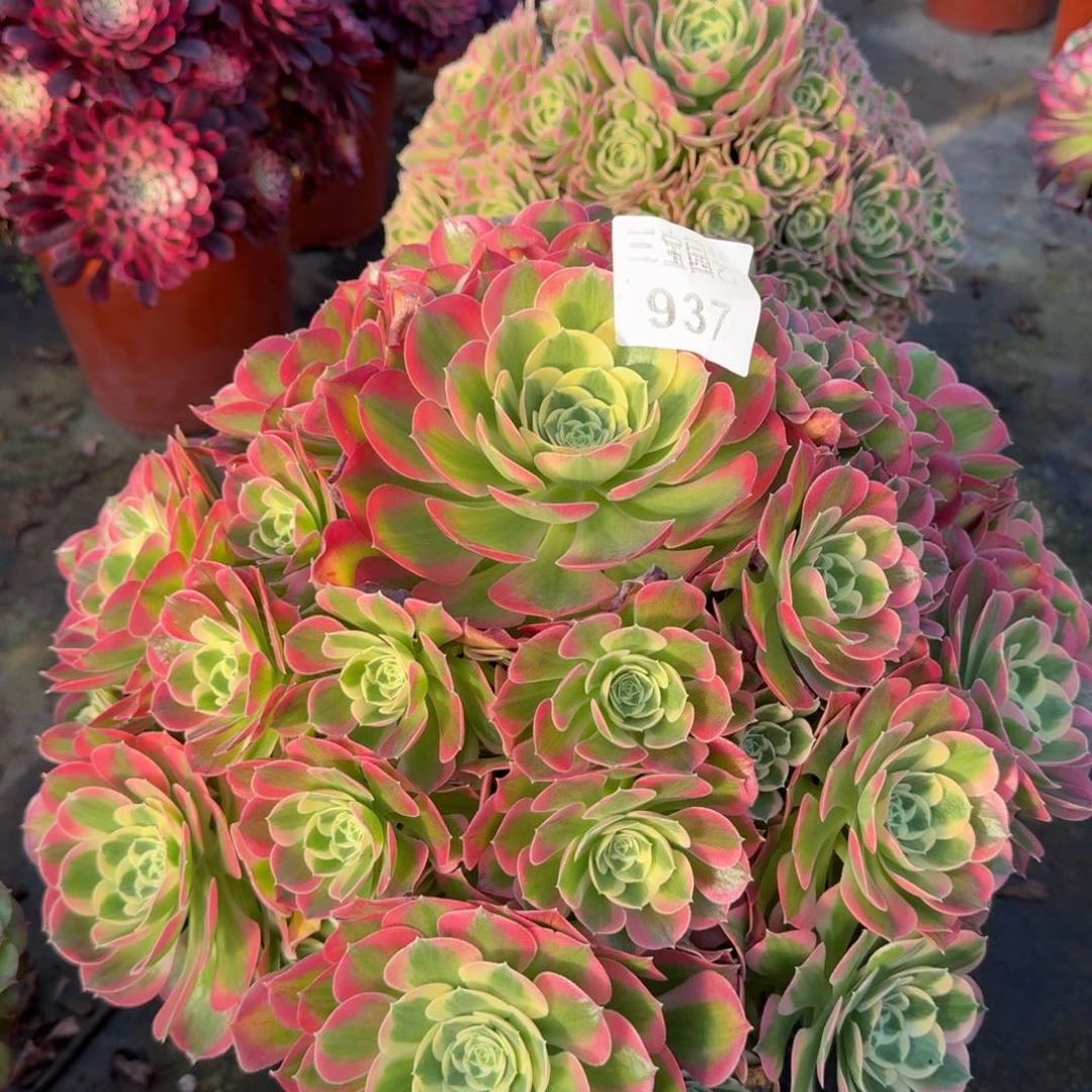 柠*ᶜ多肉植物937白凤