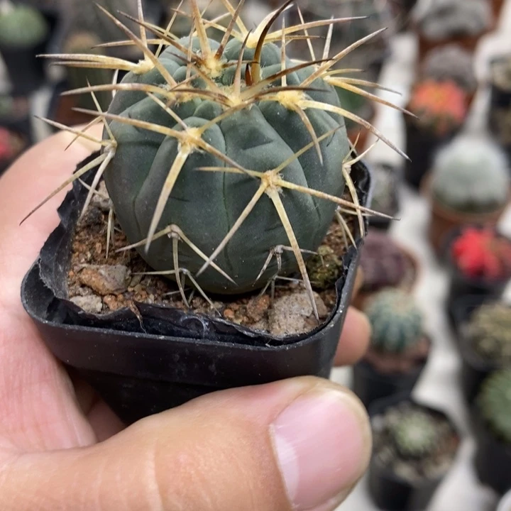 实生光临玉特价福利