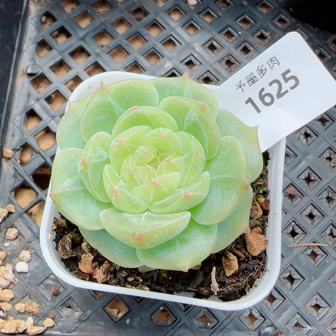 孤品，1625多肉植物