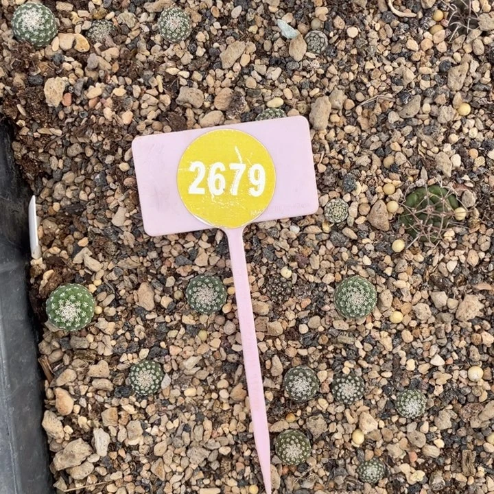 G***国实生仙人球26790000