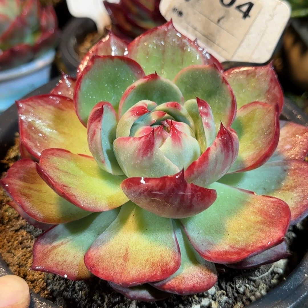 惊鸿一物一拍包装收缩花旱604