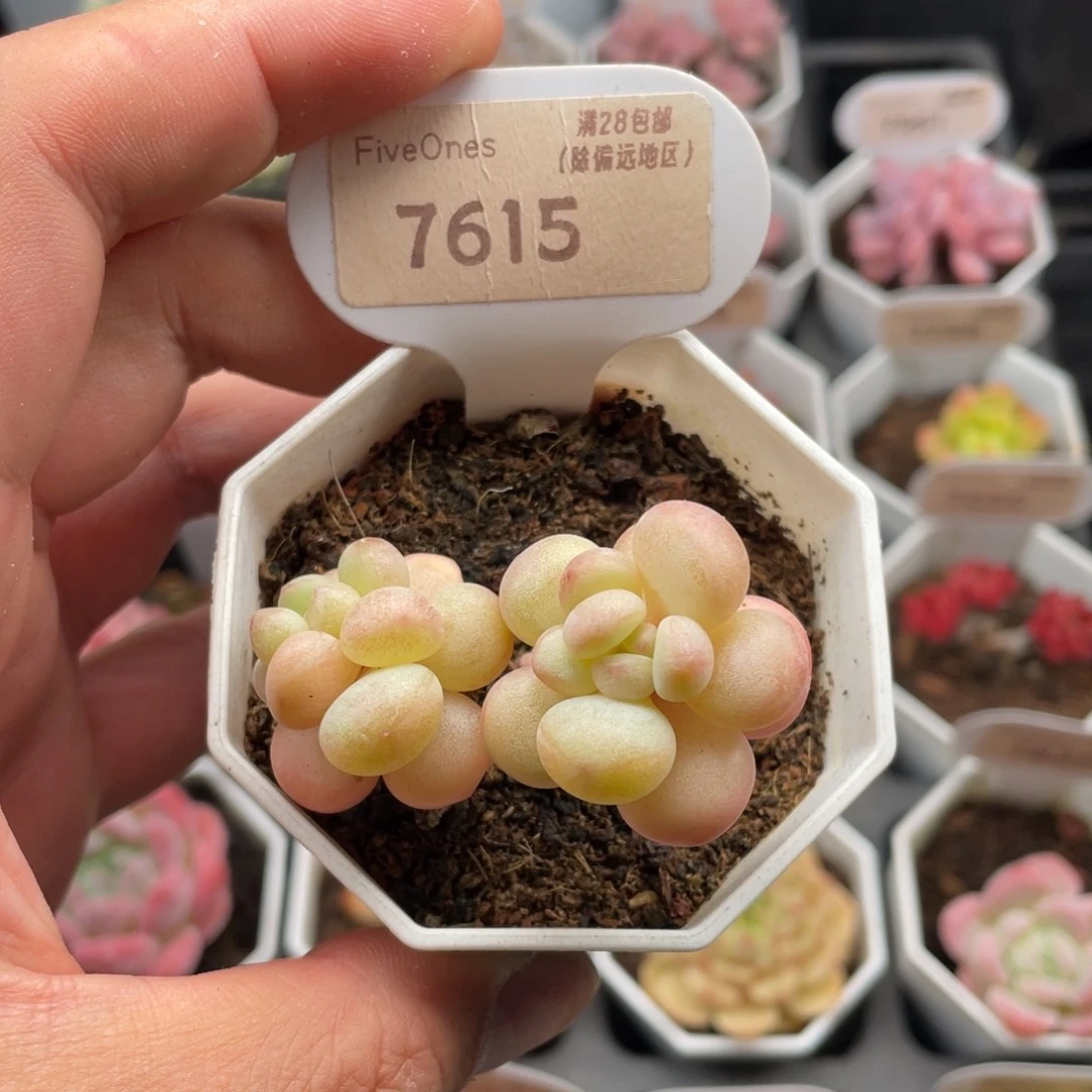 泡泡糖7615-5厘米