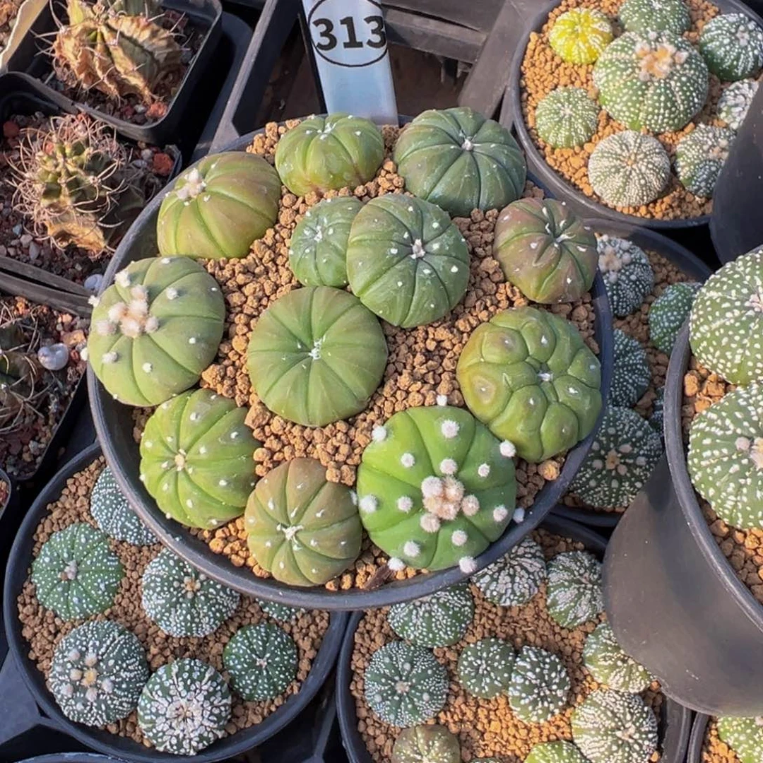 锦***棠313实生根一盆兜多肉植物带盆土