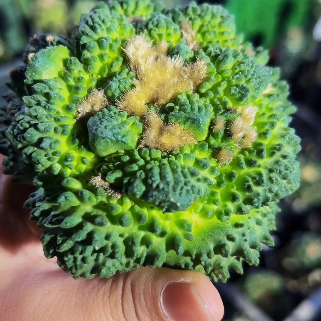 无花朵福利哥怒有侧芽453