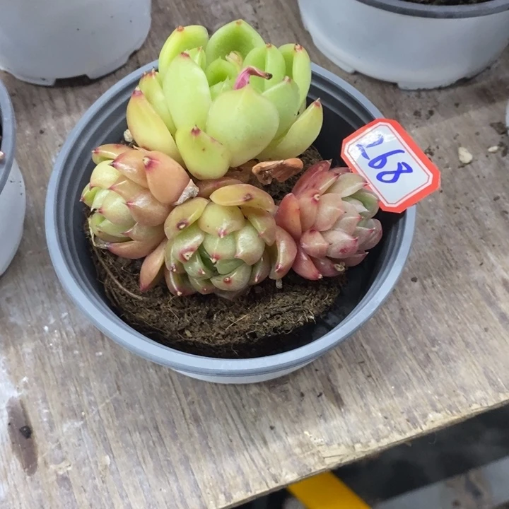 金****界一物一拍白玫瑰多肉268