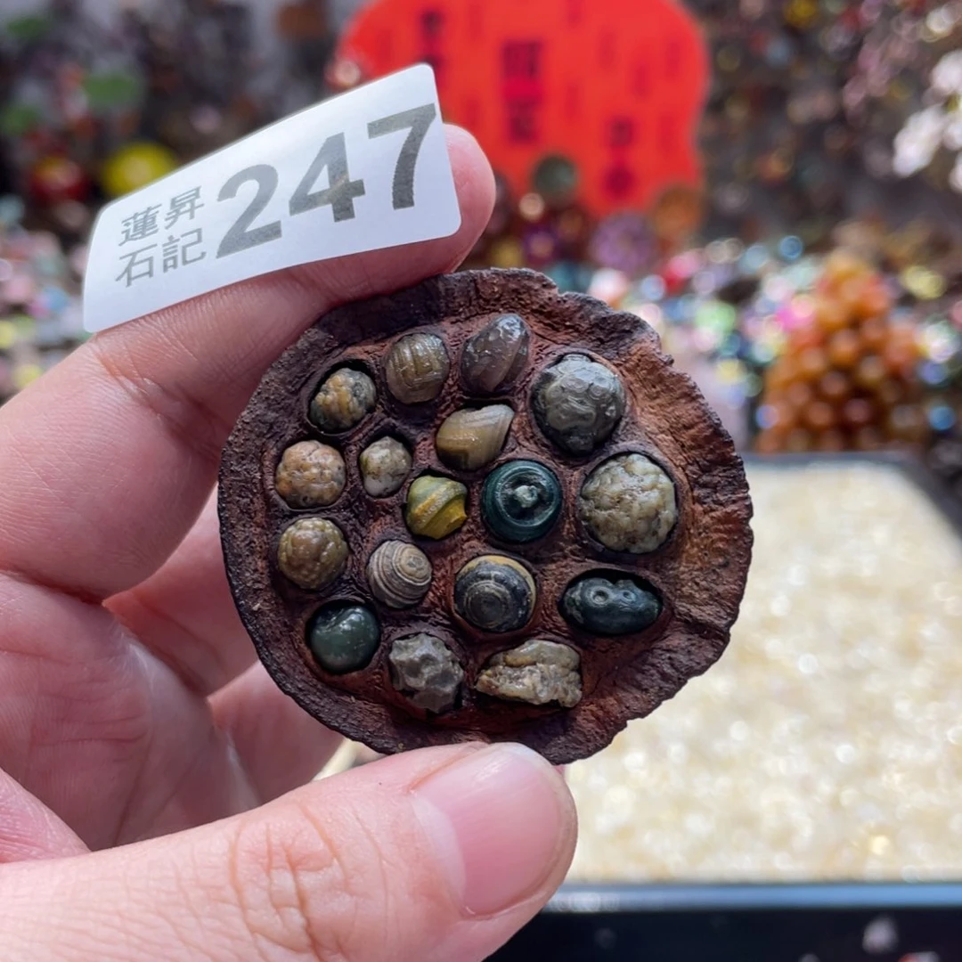 核桃木/黑胡桃（胡桃木）猫**?247