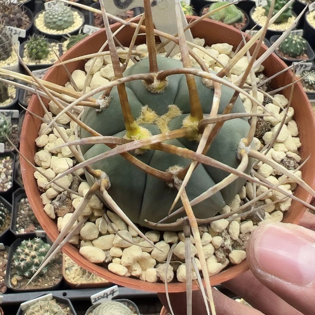 693日系粗刺光林玉实生