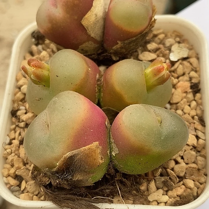 2754双头冰魄荔枝毛3颗