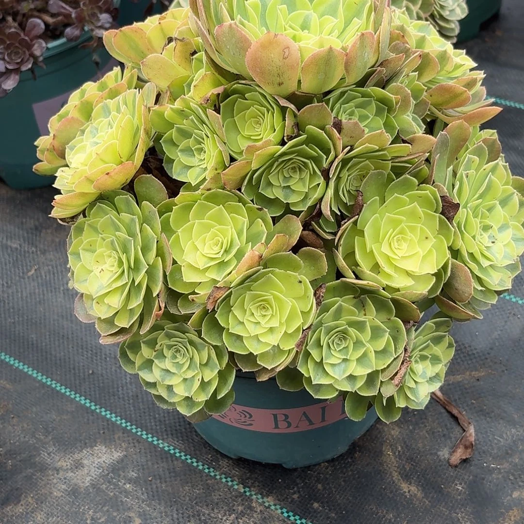 090雨河多肉植物发货