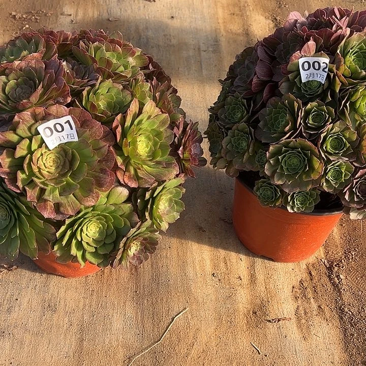 曦*217-1.2花月夜两颗多肉