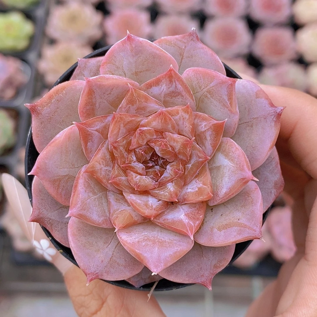 1011-3-粉黛糖心单头福利一颗量拍