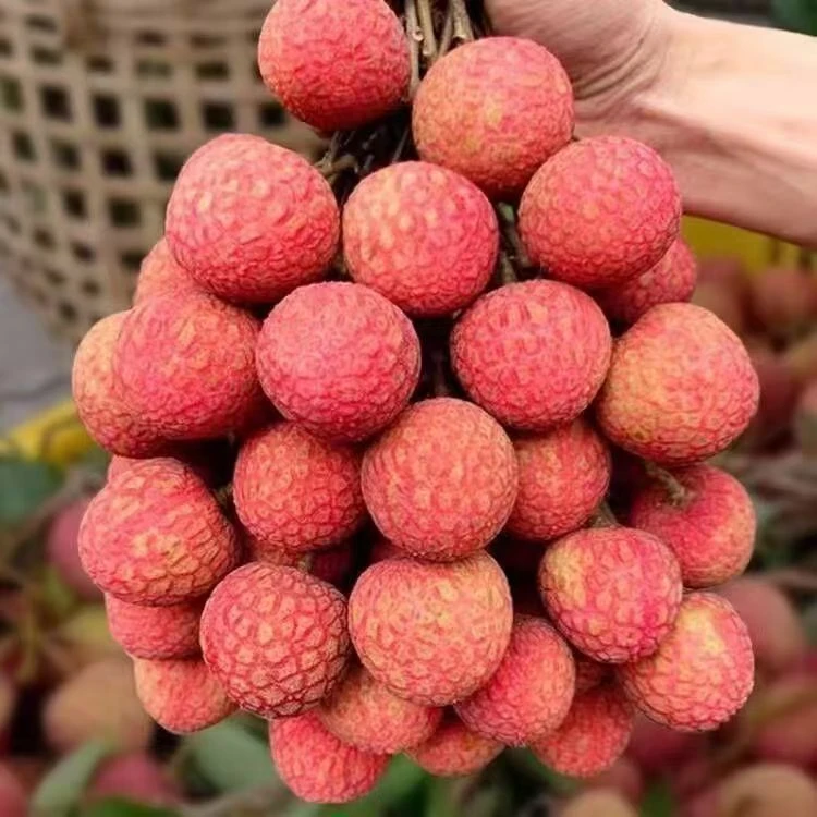 【小萱专属】正宗乌叶荔枝整箱6斤新鲜发货现摘现发多汁当季