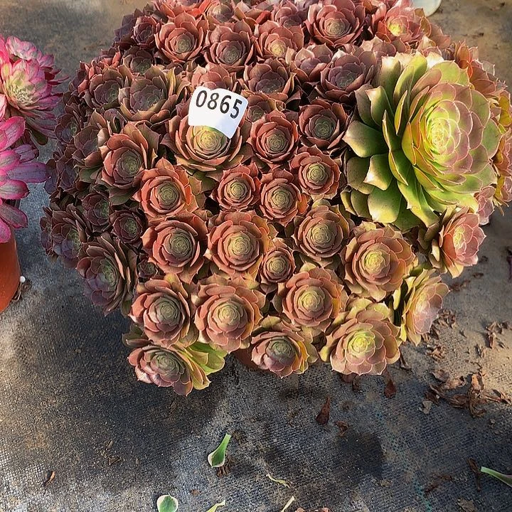 ?**?多肉万圣节865000