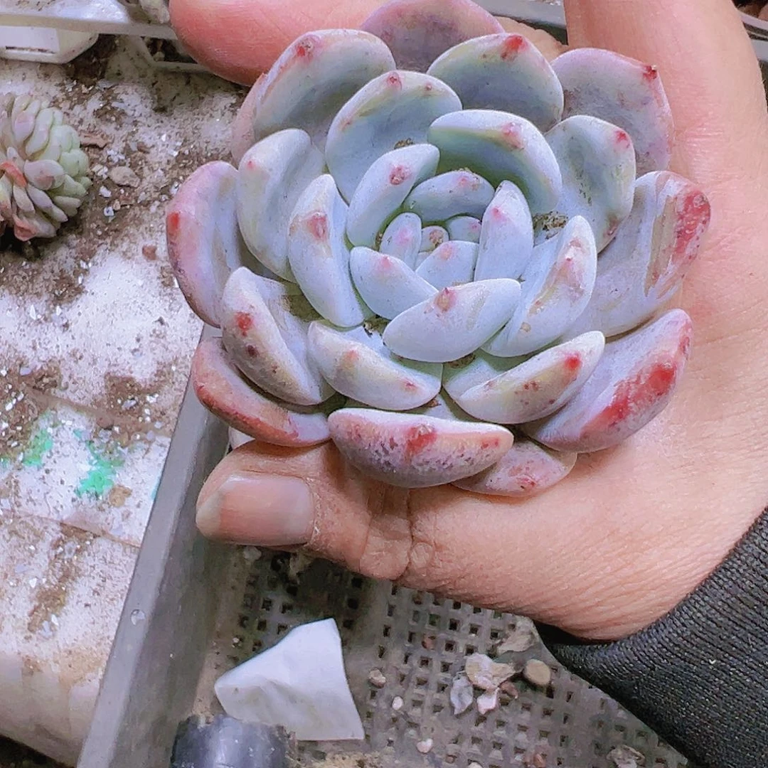 原始橙2个19包邮