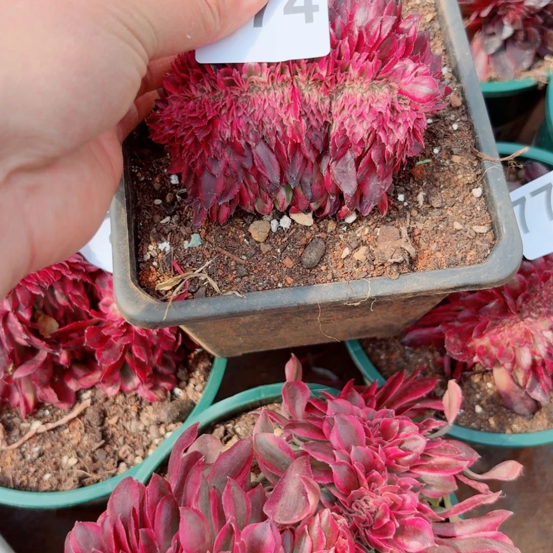 你774 号多肉法师植物特价没有根