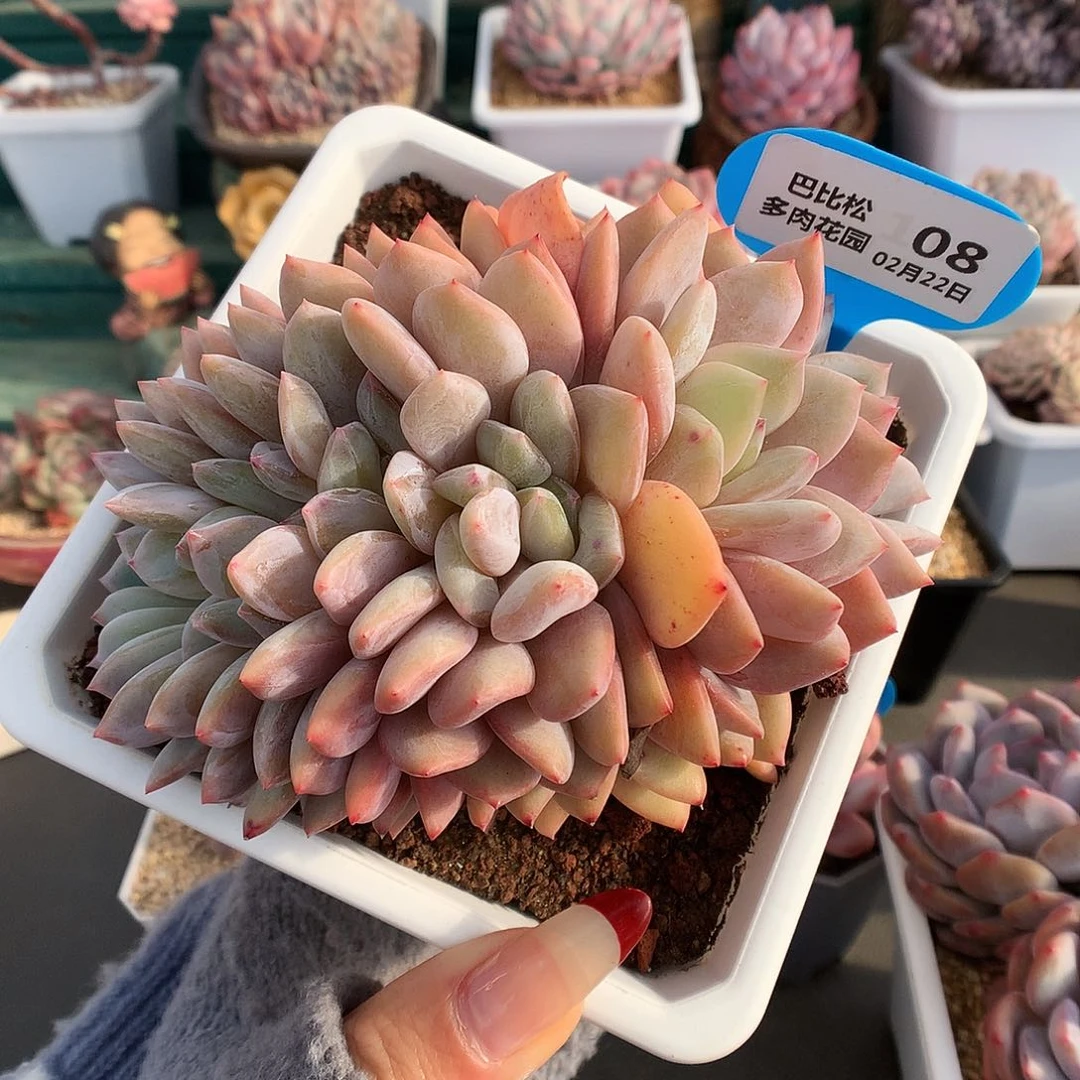 08梦露缀化多肉植物