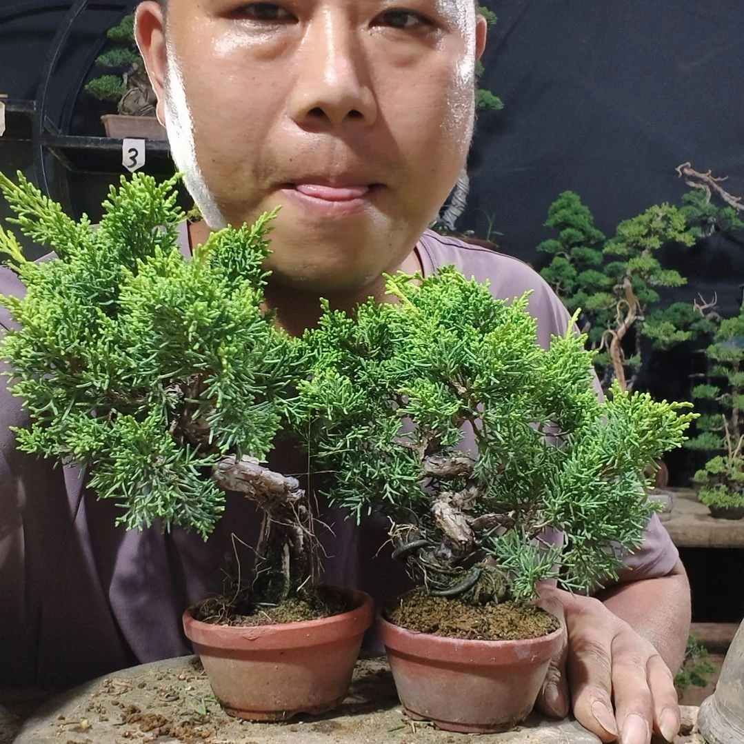 人***半无花朵盆景素材盆景素材盆景素材盆景素材盆景