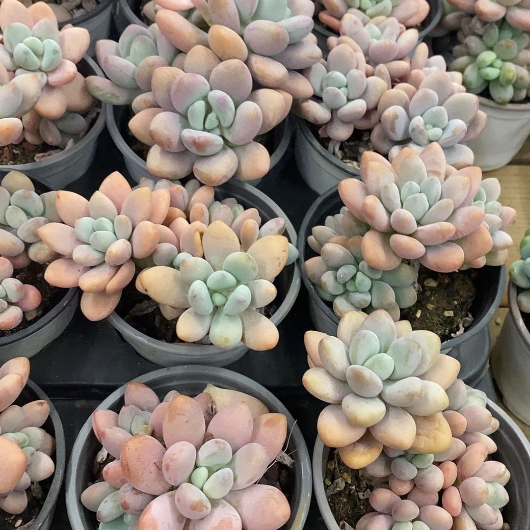 07。红洛神群生。福利多多