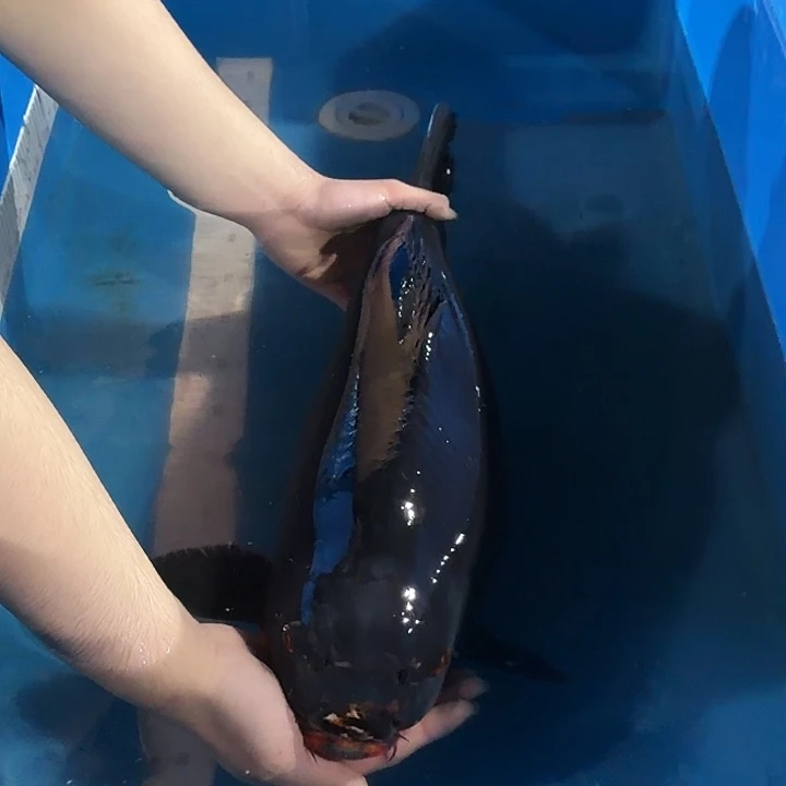 海水鱼黑金专拍链接