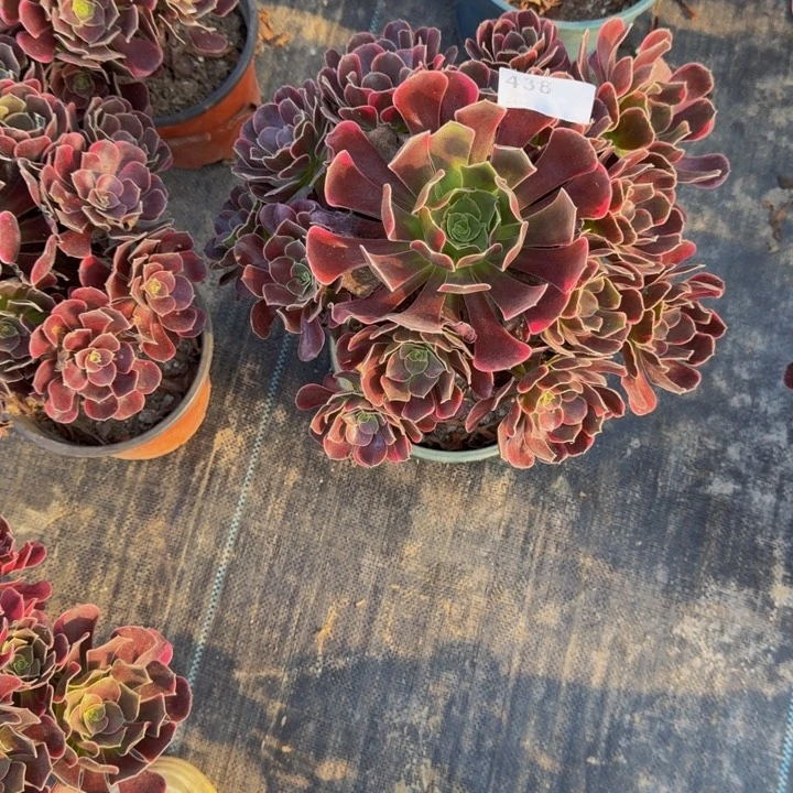 0000000000438新品幽兰福利价