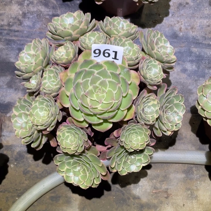 粉花妖961号多肉植物
