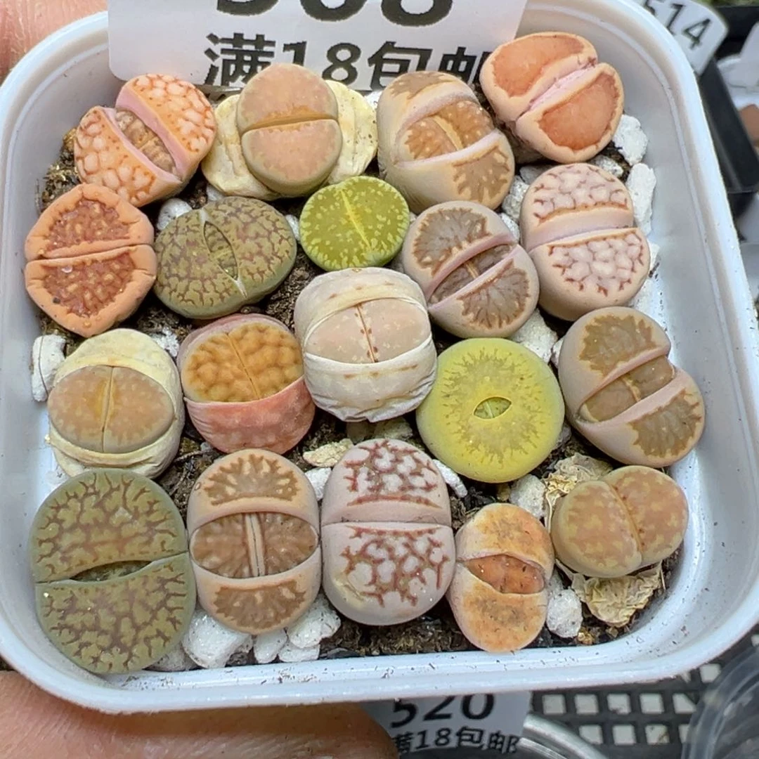 【闪购商品】508.