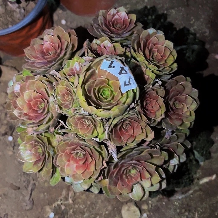 541红魔多肉植物不售后