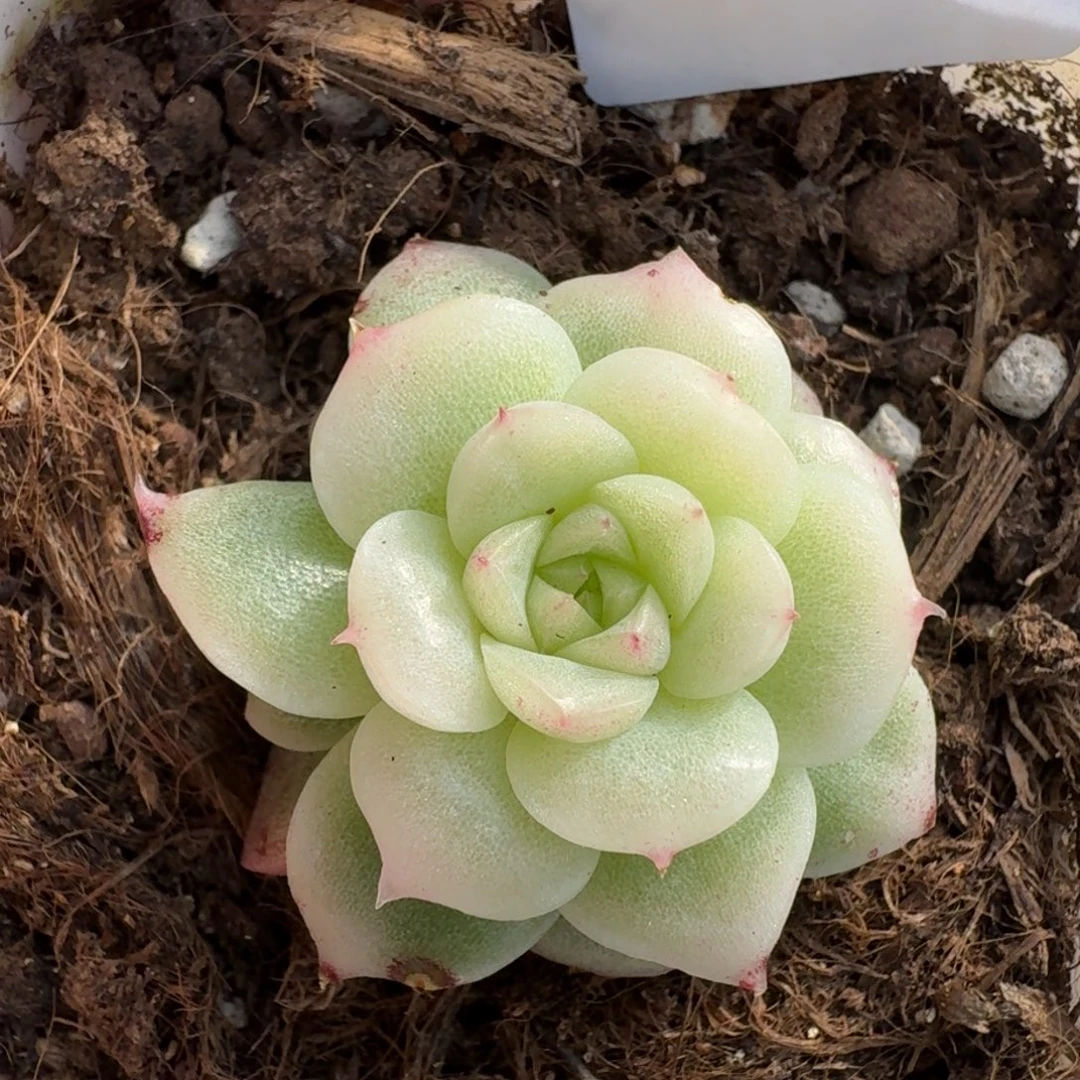 一物一拍一物一拍12-14-388