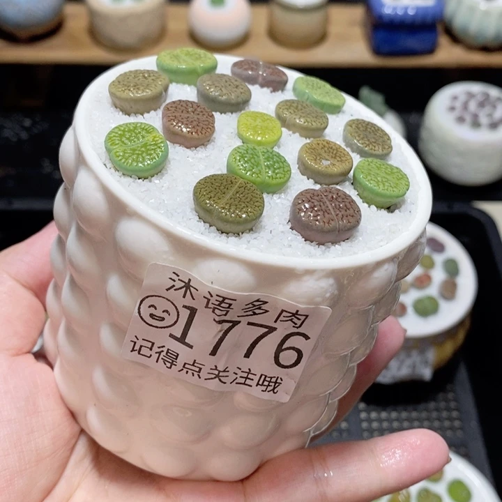 精美盆栽 一物一拍 1776