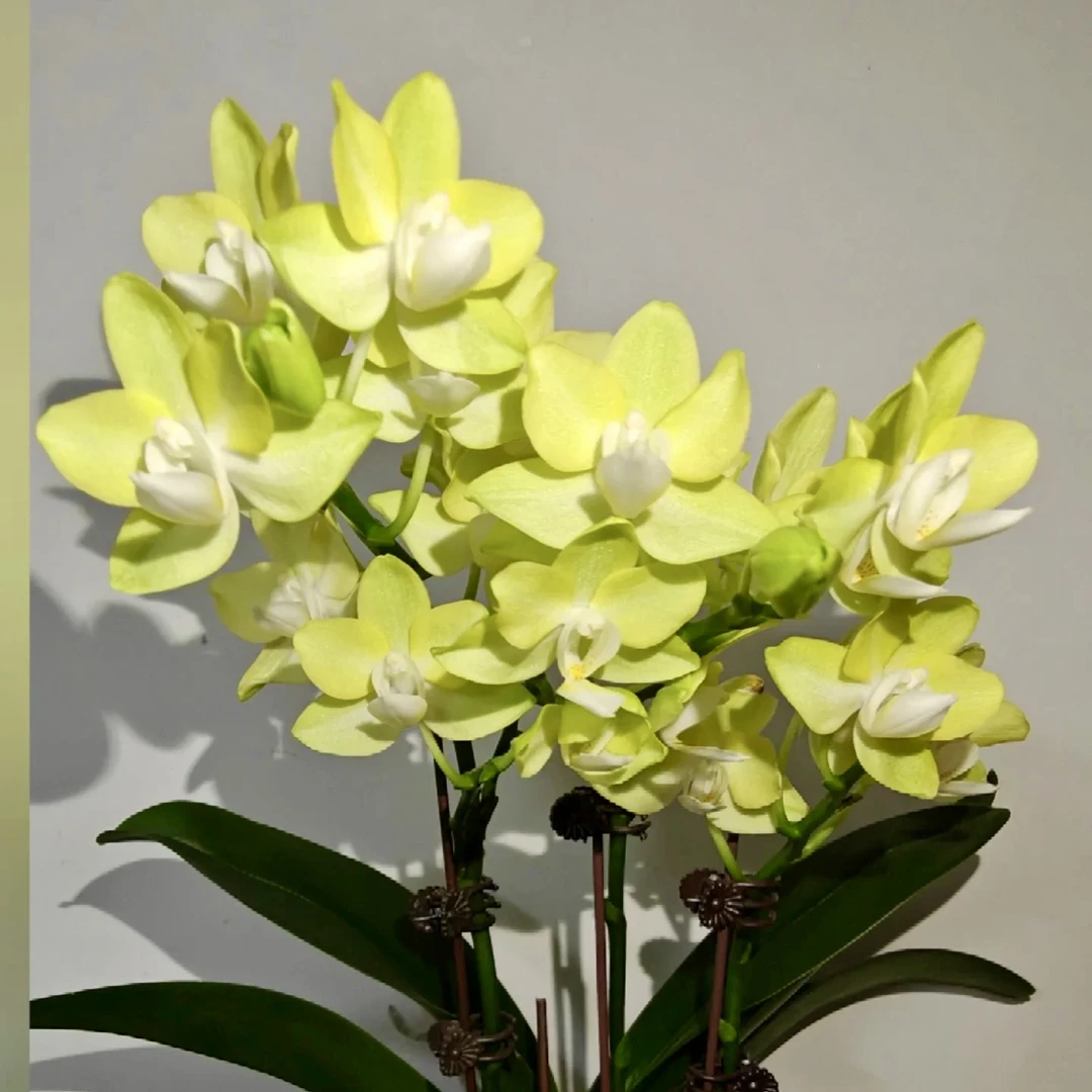 9号兰业【芭比娃娃】欧品蜡质原3.0加高剑上苗