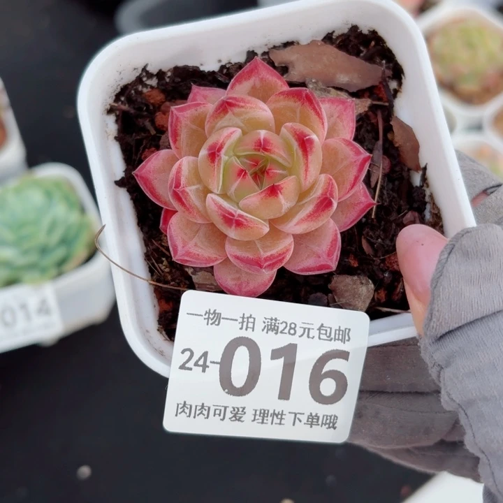 黑武士无盆土发货无盆土发货