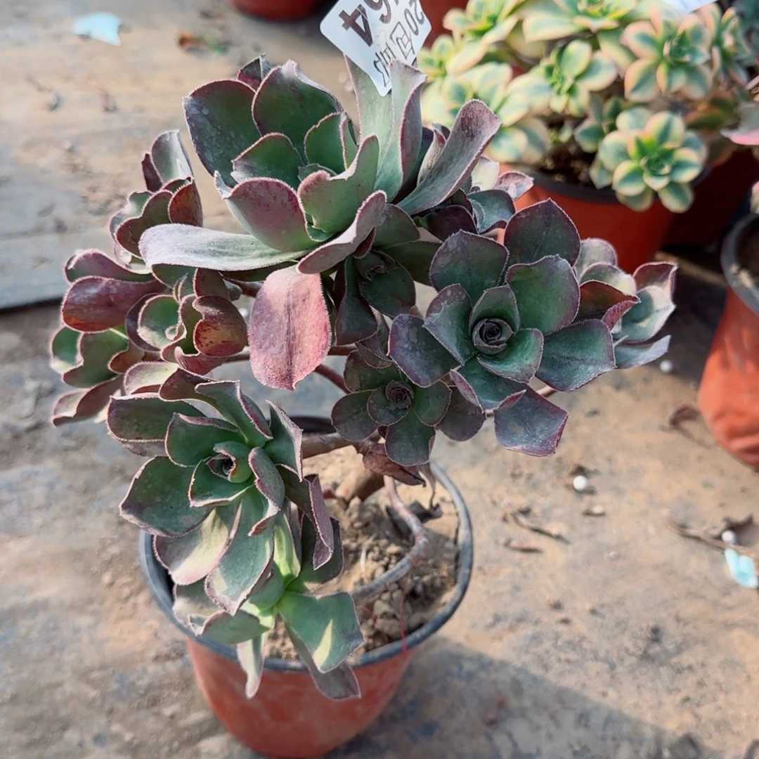 红富士464满20包邮断枝不包