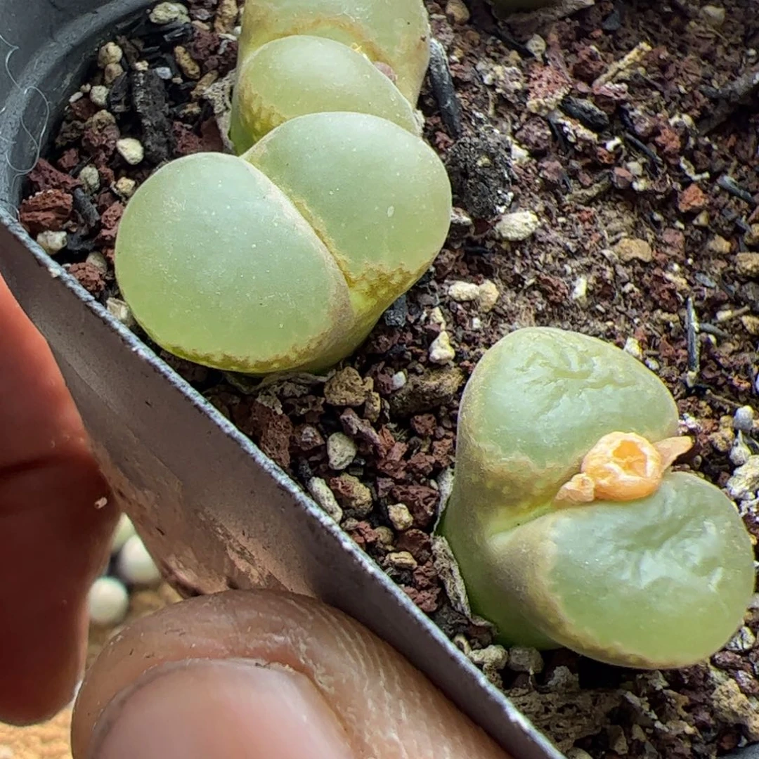 大家过年好22764